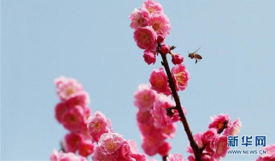 （社会）（3）上海：春梅早樱挂枝头