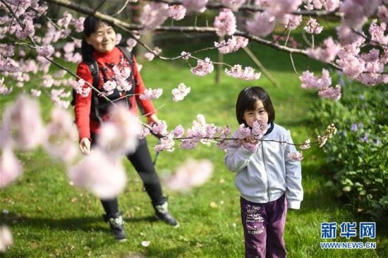 （社会）（4）武汉东湖樱花节开幕