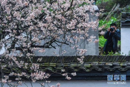 （美丽中国）（2）浙江建德：万亩樱花盛开