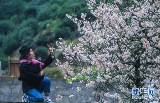 （美丽中国）（4）浙江建德：万亩樱花盛开