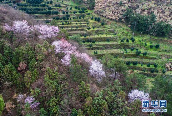 （美丽中国）（5）浙江建德：万亩樱花盛开