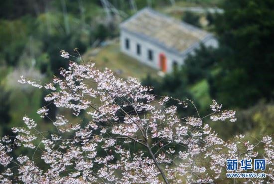 （美丽中国）（6）浙江建德：万亩樱花盛开