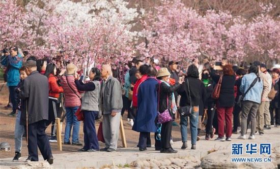 （环境）（3）北京玉渊潭樱花绽放