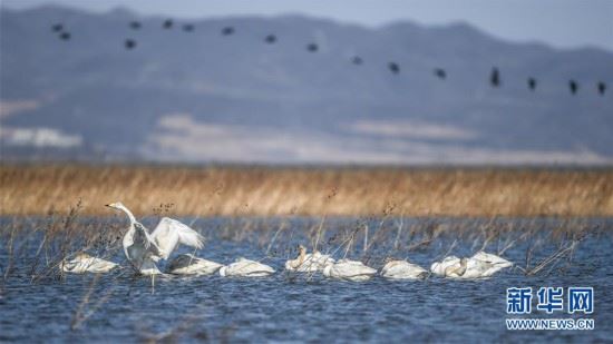 （环境）（3）大天鹅栖息白石水库湿地自然保护区