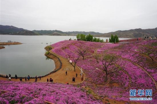 （环境）（1）河北迁西：花海醉游人